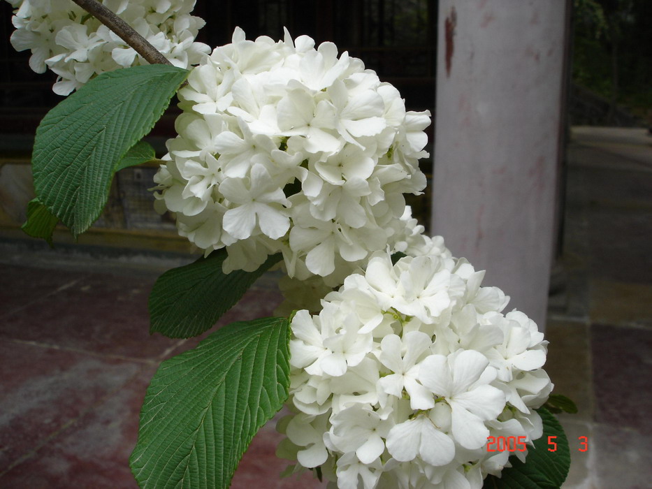 绣球花