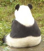 弓长正